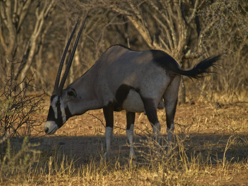 Oryx, Okonjima
